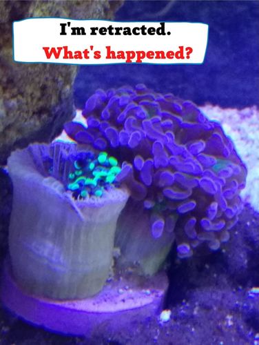 why torch coral retract?