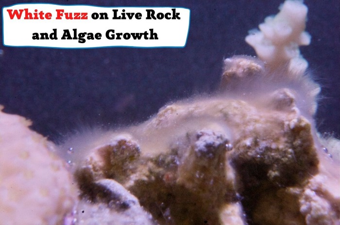 White Fuzz on Live Rock and Algae Growth. Why Is My Live Rock Turning White?
