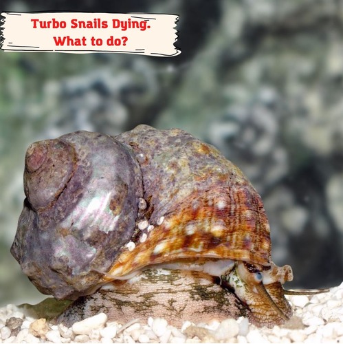 Turbo Snails Dying – What’s Wrong With Your Aquarium And How To Change That?