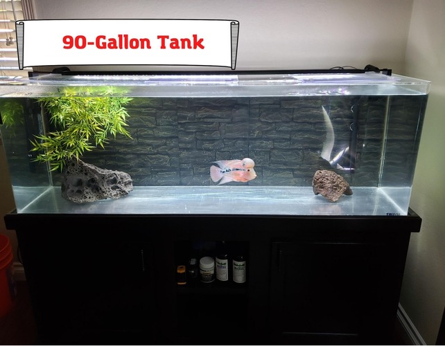 90-Gallon Aquarium for Your Home 