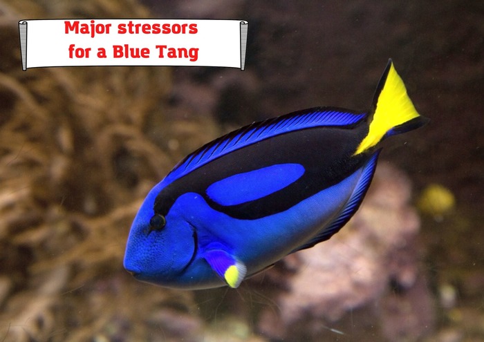 Major stressors for a Blue Tang