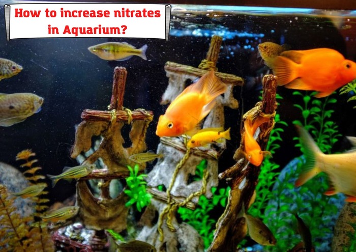 How to increase nitrates in Aquarium? 