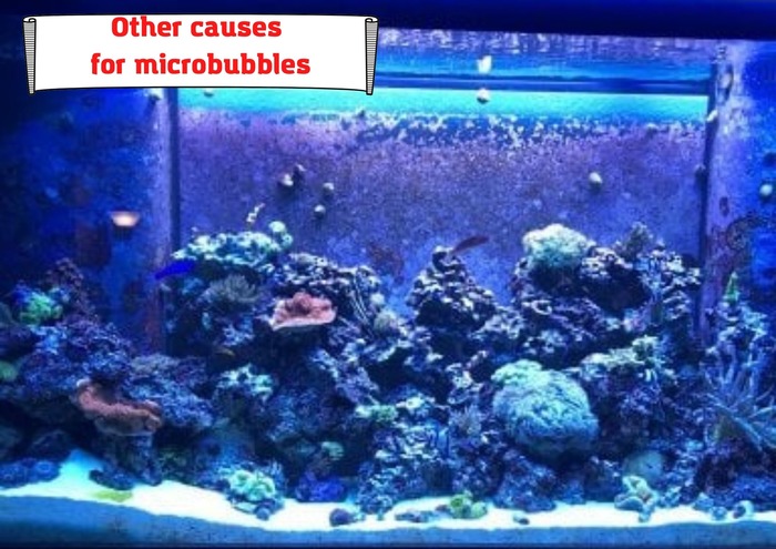 Other causes for microbubbles in a saltwater aquarium