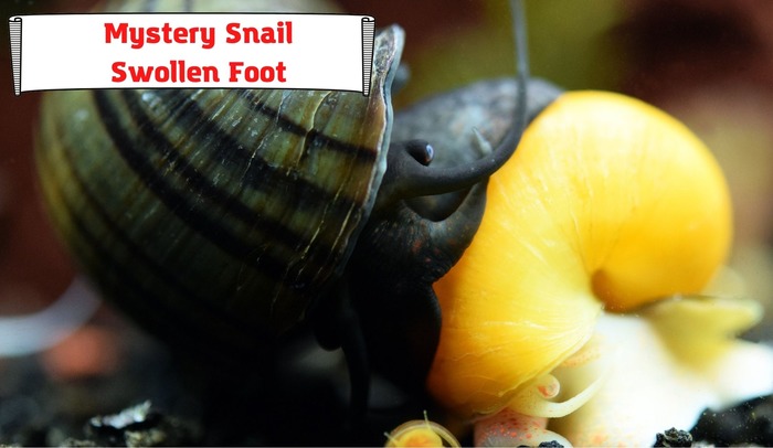 Mystery Snail Swollen Foot And Some Other Health Issues To Keep An Eye On