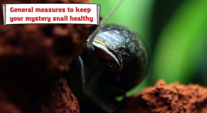 General measures to keep your mystery snail healthy