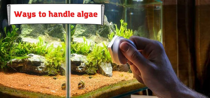 Ways to handle algae