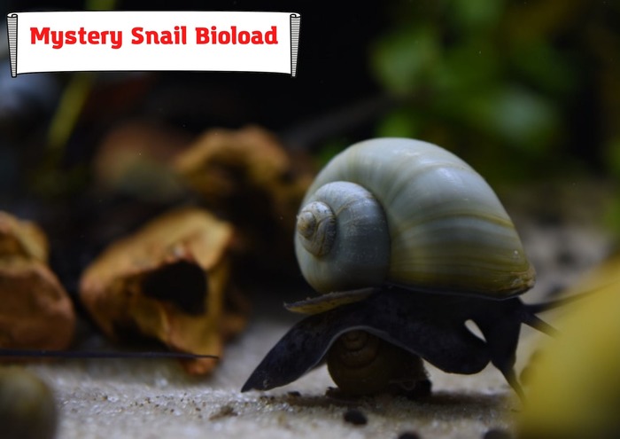 Mystery Snail Bioload: Over 15 Gallons For A Single Snail?