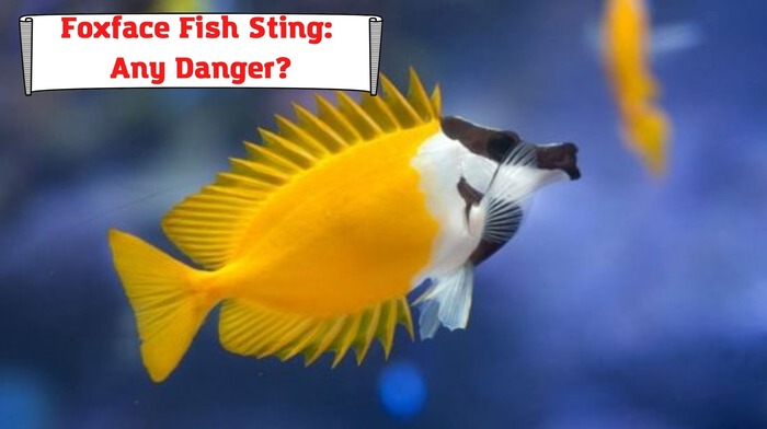 Foxface Fish Sting: Any Danger?