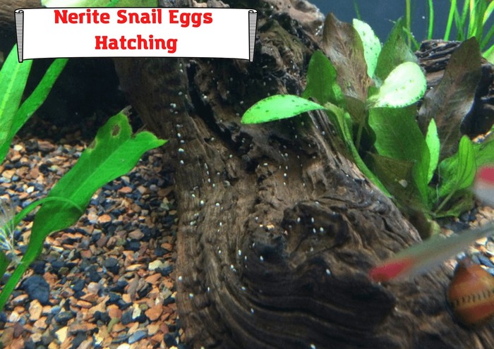 Nerite Snail Eggs Hatching