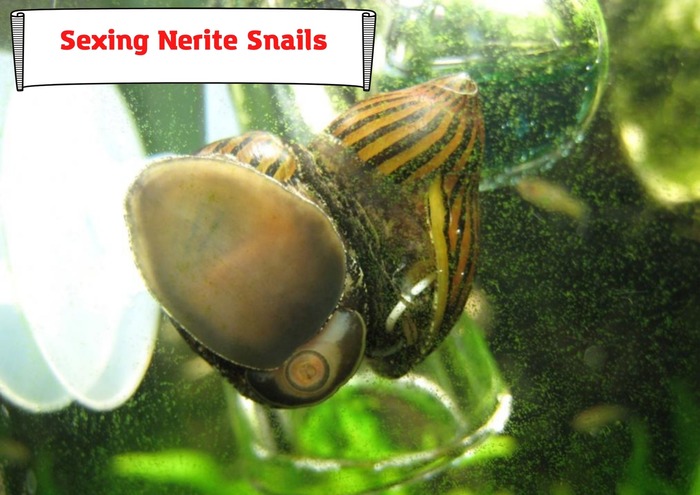Sexing Nerite Snails