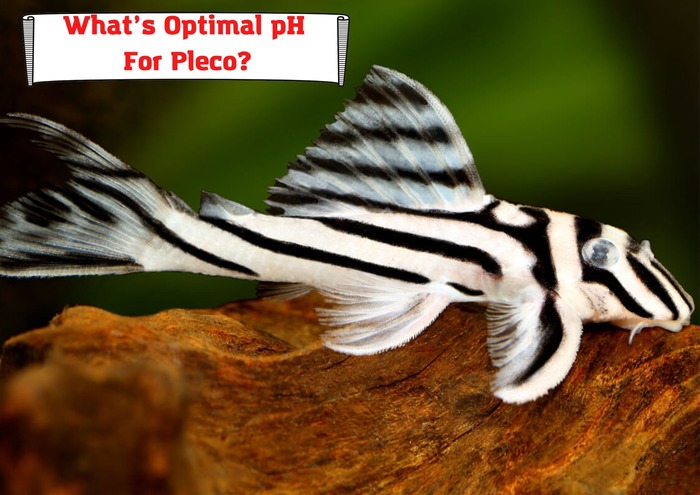 What’s Optimal pH For Pleco?
