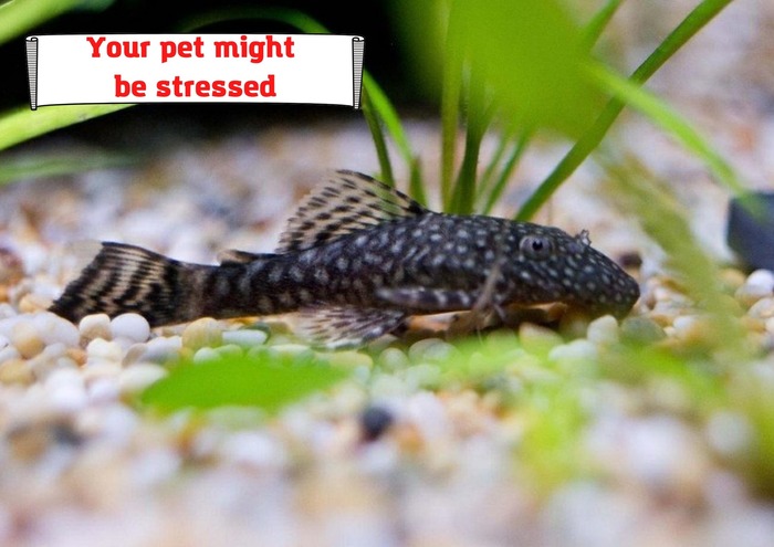 Your pet might be stressed
