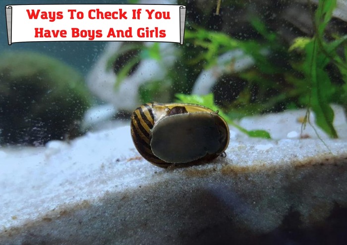 Ways To Check If You Have Boys And Girls