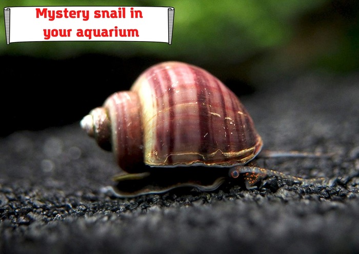 Is it impossible to keep a mystery snail in your aquarium?