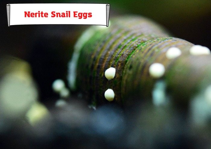 Nerite Snail Eggs