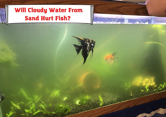 Will Cloudy Water From Sand Hurt Fish? 