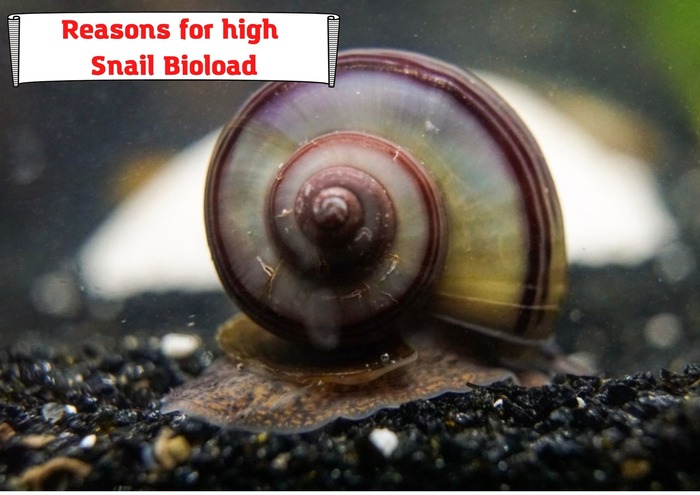 Reasons for high Snail Bioload