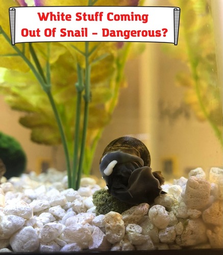 White Stuff Coming Out Of Snail – Dangerous?