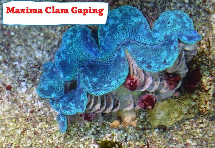 Maxima Clam Gaping