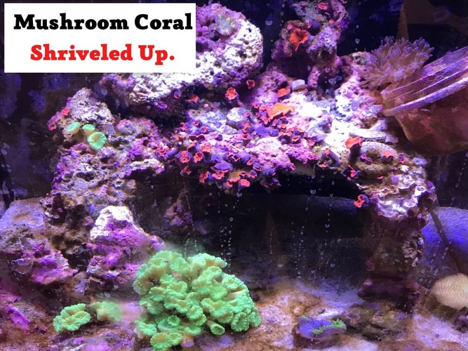 mushroom coral shriveled up