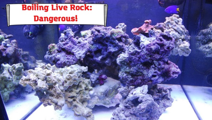 Have you noticed changes in the water quality and the presence of unexplained nitrates and ammonia in your tank? This is probably because of the excessive algae, bristle worm, and odd-looking creatures you have not seen before. If you have introduced an untreated Live Rock in the system, this must be causing it. Is all of it affecting the entire aquarium creatures? Undoubtedly, Live Rock can bring multiple benefits to your aquarium, but it can also infect it if proper precautionary measures are not taken. It is essential to treat it thoroughly when you buy it from the market or get it straight from the seabed. If you have missed that already, it is time to take it out of your aquarium and go for the specific treatment. So, what’s the treatment then? Boiling? This is one of the possible answers you can often find from different online sources. But we will not recommend you to go for it as boiling is dangerous. Are there any alternatives? Hold on; we’ll cover all of them in this article. The focus of this article is on: Need to treat a live rock Explaining why Boiling Live Rock is a bad idea Alternative ways to prepare live rocks Why do you need live rock in your tank? You should be fully aware that live rock is a living piece of stone house to multiple invertebrates and nitrifying bacteria. And this is one of the most important reasons you want to place the live rock in your aquarium. It will process the ammonia in your tank, bringing a healthy environment for the fish and corals. Why do you need to treat a live rock? One of the prominent reasons for treating the live rock is to keep the nasty hitchhikers out of your tank. As the good bacteria and worms can enter your aquarium through the live rock, there is a potential that unwanted invertebrates and bacteria can make their way to your aquarium, creating problems for the other living organisms of your tank. So to avoid all of it, treating a live rock is essential, and there is no compromise over it. What is the boiling technique? In the boiling technique, you literally boil the live rock in water for 5-10 minutes and then take it out. But it is not as easy as it seems. You have to ensure a container arrangement that would hold the live rock in boiling condition. Besides, creating the complete setup and then taking it out of the container are the real challenges you’ll face if you choose this treatment method. For some people, the result of such an effort could be fruitful, while others regard it as an unnecessary hassle when there are other methods for treating a live rock available. So, should you opt for it? It is totally up to you. But we’ll suggest you go through the reasons for not billing and the alternate techniques available for live rock treatment before you decide. Why shouldn’t you boil the rock? Well, you could be thinking if boiling can yield the desired benefits, why is it not the recommended method, or why is it considered dangerous? There are multiple reasons for making such a claim. Firstly, boiling rocks emits fumes that are dangerous to humans, so when opting for this procedure, you pose a danger to your health. The fumes will keep on emitting when you place the boiled live rock in the water again, thus creating a harmful environment for your fish. Secondly, it creates pressure within the rock, which can make it burst. The explosion can be severe enough to significantly harm you. Several cases have been reported. Alternative methods to treat the live rock As we have discussed, treating the live rock is essential. So, if not boiling, what are the other methods for the treatment? Actually, there are three stages when considering the treatment of the live rock and its inclusion in the aquarium: cooking, curing, and cycling. Cooking – it is more of a boiling thing. It means you’ll kill all the unwanted organisms from the live rock, no matter what strategy you adopt. Unfortunately, while doing so, you’ll end up the good bacteria as well. Curing – is the process in which you remove the excess nutrients from the live rock, considering them to be the problem for your tank. All the measures taken at this stage are for actively removing the excessive ingredients while building positive bacteria. Cycling is the last stage and is often done after the curing or treatment stage. You take all the measures to build up the beneficial bacteria on your rock within this stage. When you are aware of the three stages, you will be better positioned to make a better choice. And since these stages contain cooking, we’ll go on to describe some alternative methods to prepare a live rock. Black bin treatment Most of the pests that your live rock contains feed on algae and other organisms which make their food through photosynthesis. So, if you can cut down the light source, the food production will stop, and so does the pest. You have to put your live rock in a dark bin with no light source in this method. However, you’ll need the water circulation and heater. Besides, massive water changes will be required. This setting must be maintained from 4-6 weeks to kill the undesirable organisms while maintaining the healthy bacteria in the tank. After 4-6 weeks, you can use a scrubber and treat the rock with phosphate and nitrate remover. It will do the trick. Bleach bath Bleach is one of the alternate methods to treat the rock. Here is the complete procedure for doing so. Take a bucket with bleach in it. Put the live rock in the bucket for 3 days. After 3 days, rinse the live rock and put it in a bucket full of water. Let it be there for a day or two before starting the cycling process. Muriatic acid bath Like the bleach bath, the muriatic acid bath can treat the live rock and make it optimal for your aquarium. However, you must expect the deterioration of the rock’s outer layer due to a solid acidic reaction. Mix 3 parts acid with one part water to create a suitable mixture for treatment. In this case, you must soak the live rock in water for a few weeks to get the acid out and let the good bacteria take control of the rock. Do not forget to change the water every few days to nullify the impact of the acid release. Another thing to note here is that muriatic acid can be dangerous, so you must be cautious while using it and when handling your live rock drenched in a muriatic acid bath. Summing up Boiling your live rock will be an extreme step that you would be taking to treat your live rock. It will kill the parasites, but the good bacteria on the rock will die, leaving you back to position zero. Besides, it is dangerous because of fumes and high pressure built up. The pros of using this method can only be more if you are starting with a new tank and ready to invest your time and energy in making the dead rock (after boiling) live again. It will be better to consider alternative methods for treating your live rock in all the other cases. They will be easier and safer for you.
